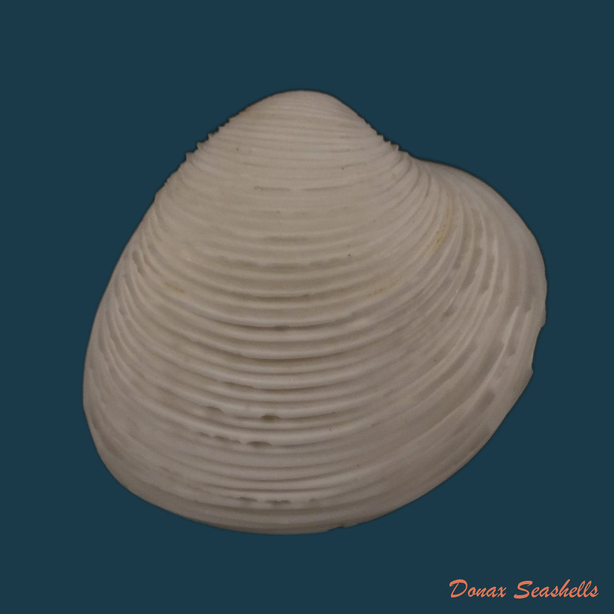 copia-de-pitar-fulminatus-menke-1828-43-5mm