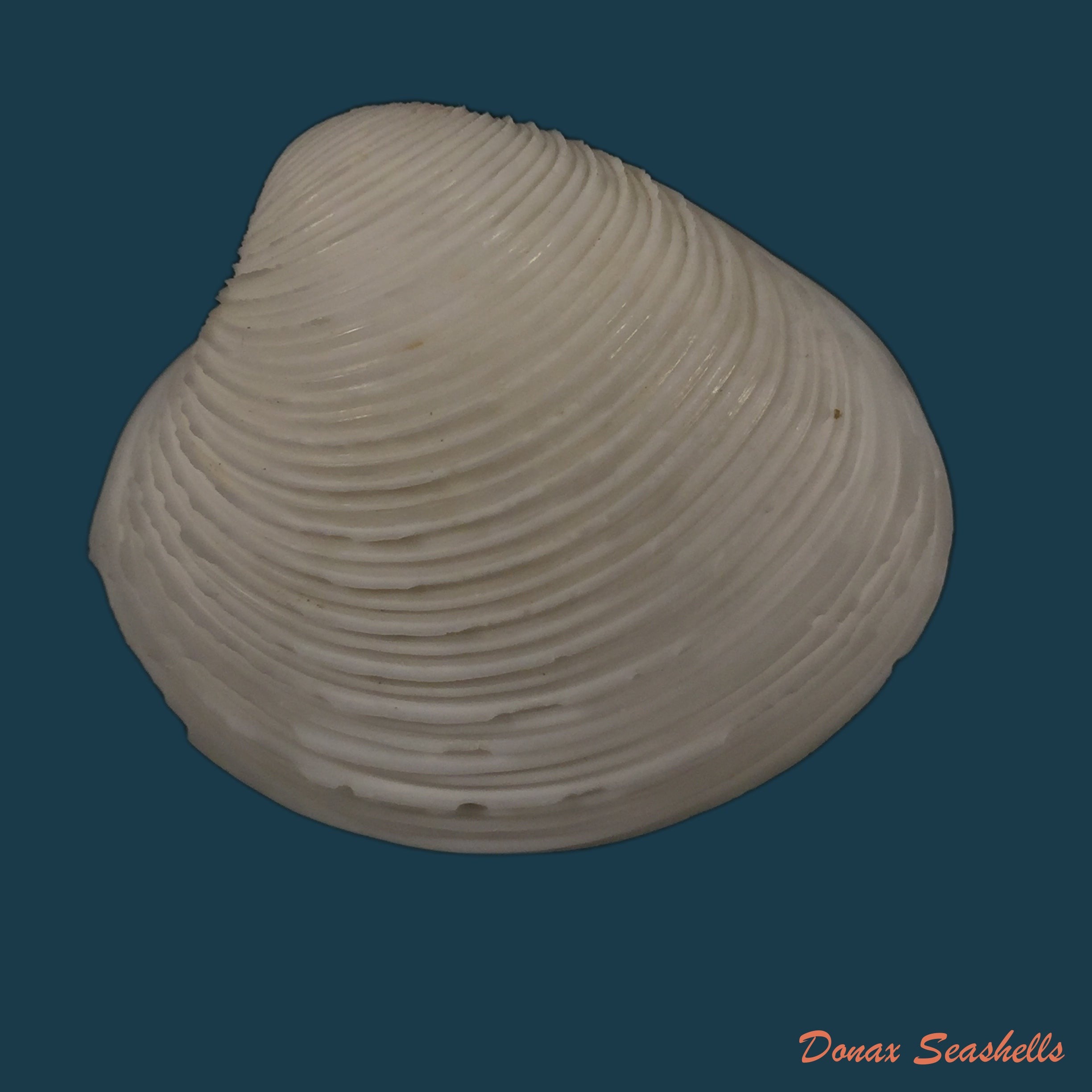 copia-de-pitar-fulminatus-menke-1828-43-5mm