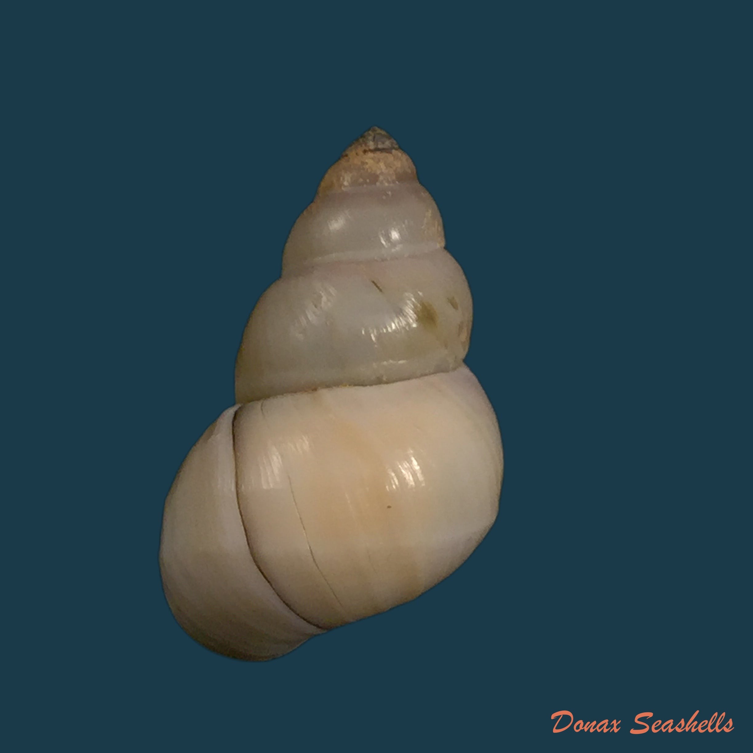 copia-de-placamen-calophyllum-philippi-1846