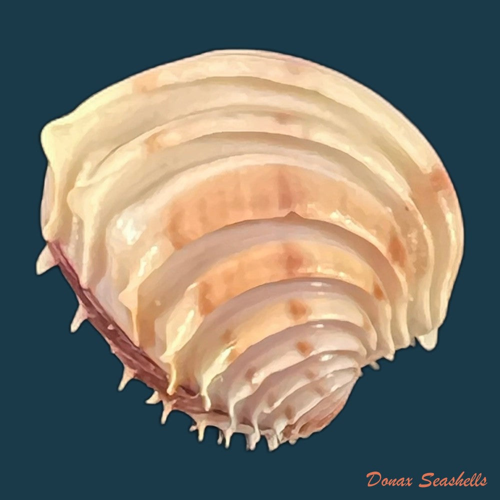copia-de-placamen-tiara-dillwyn-1817-15-8mm