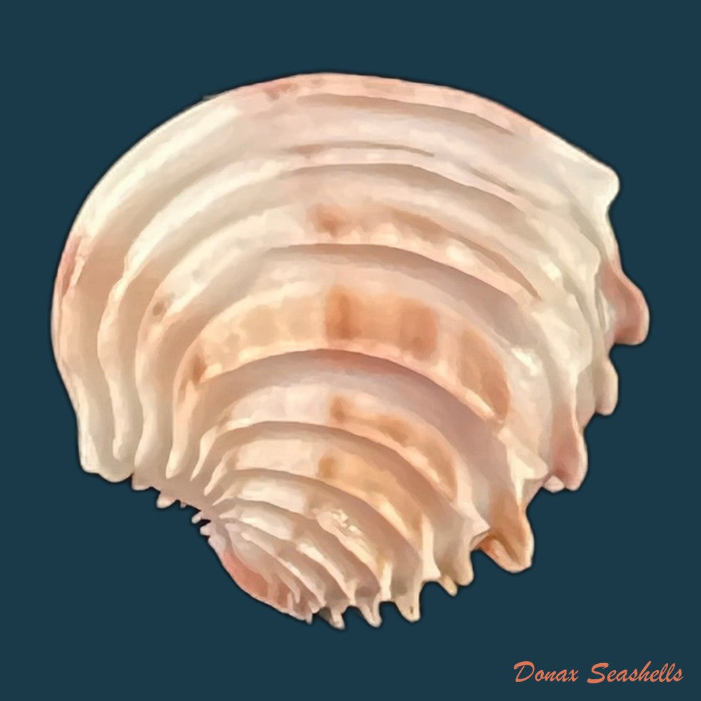 copia-de-placamen-tiara-dillwyn-1817-16-1mm