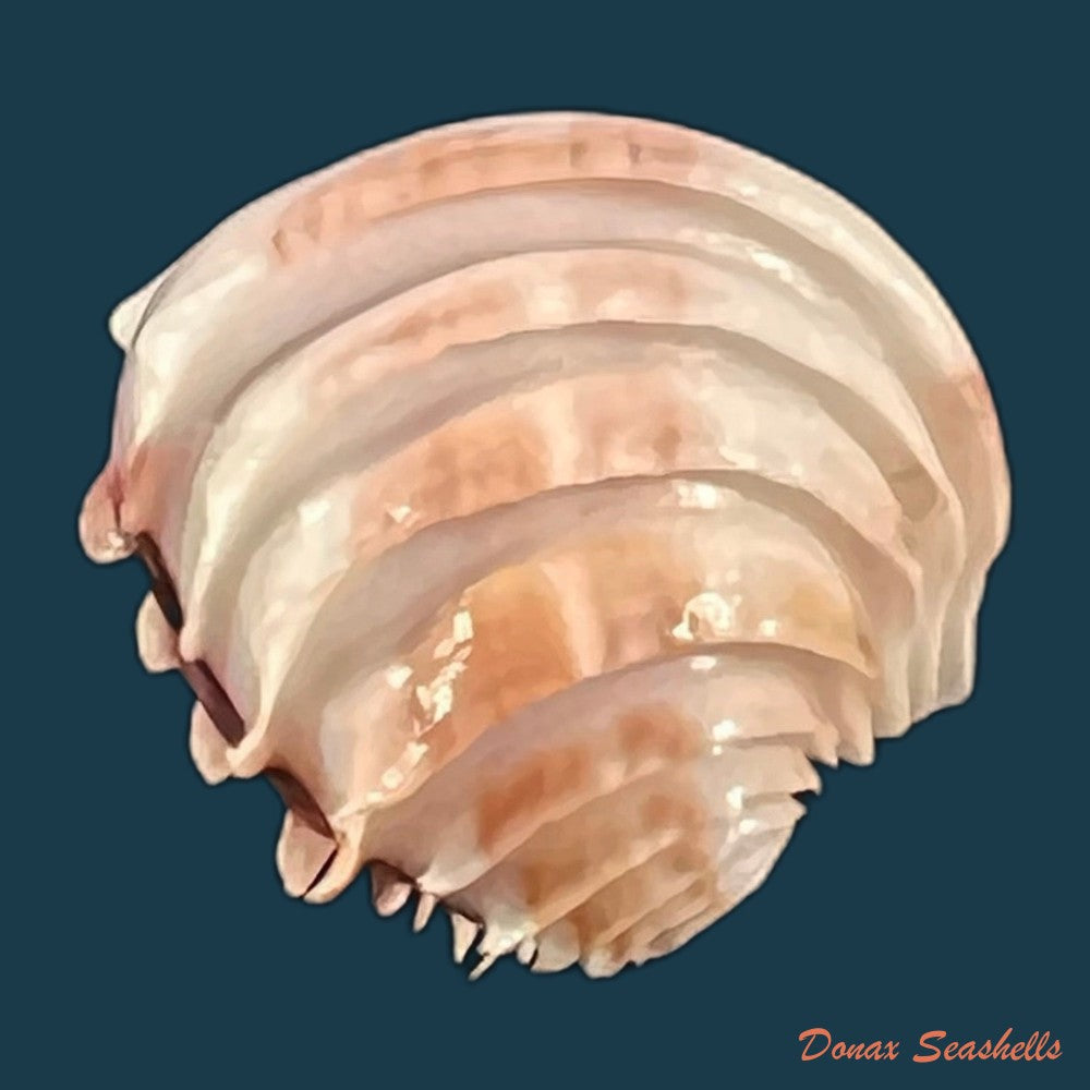 copia-de-placamen-tiara-dillwyn-1817-16-1mm