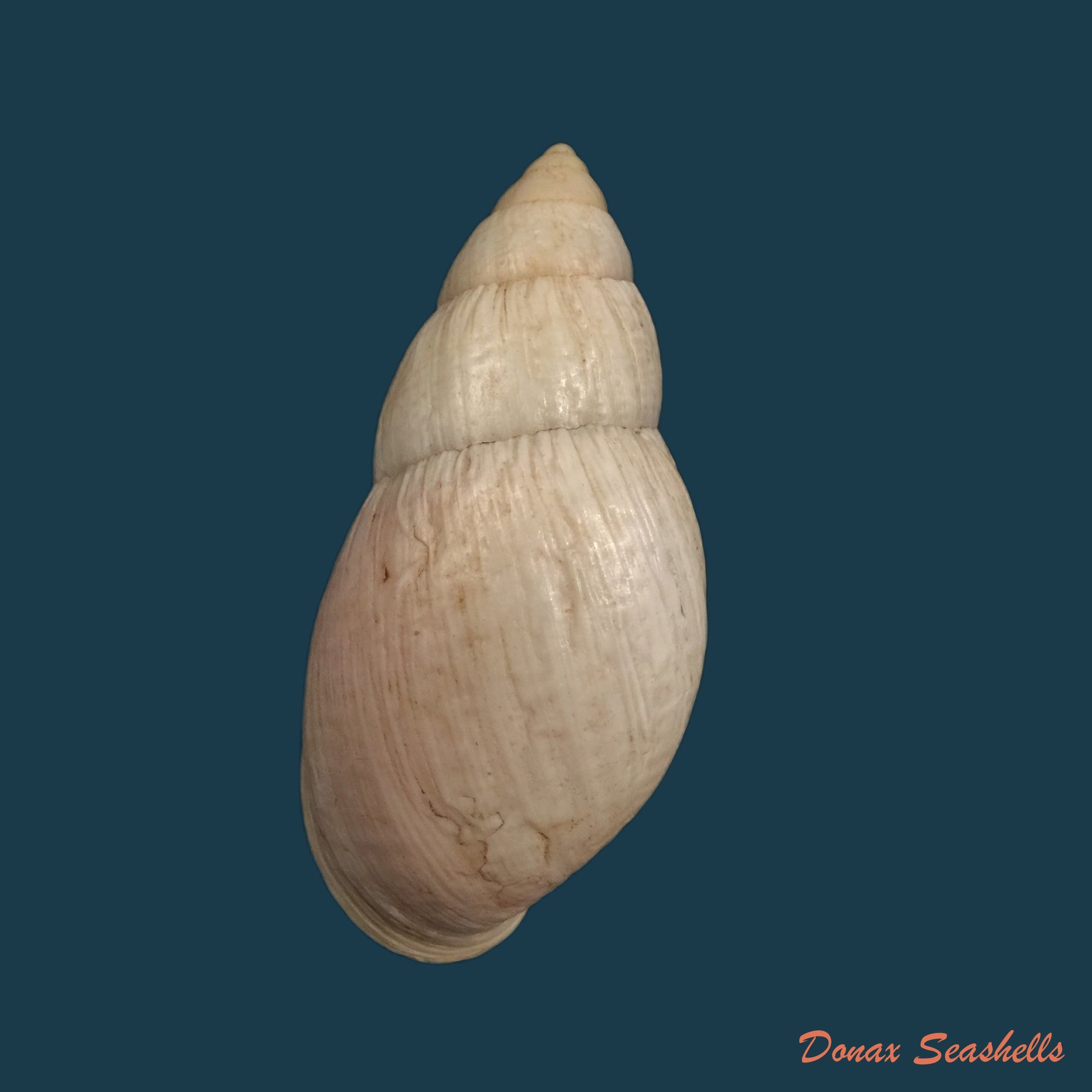copia-de-placostylus-fibratus-martyn-1784-106mm