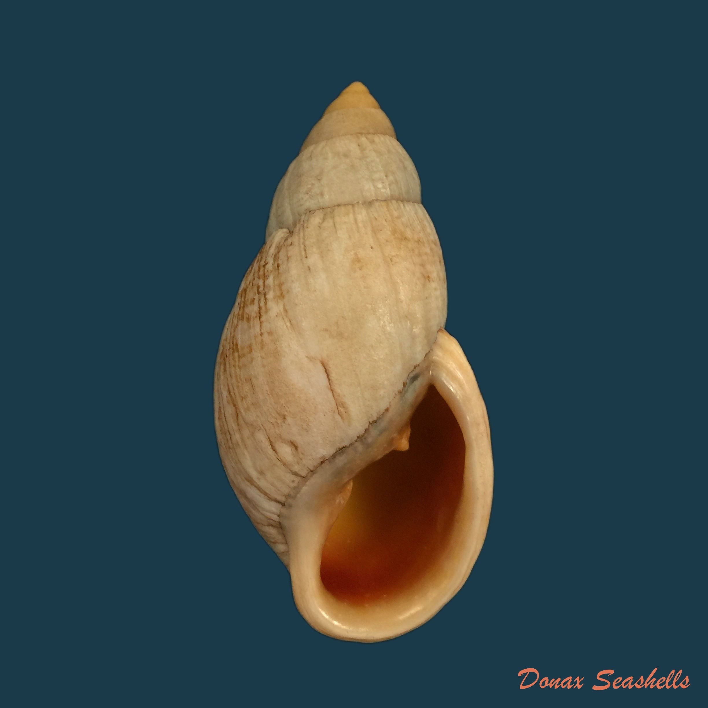 copia-de-placostylus-fibratus-martyn-1784-106mm