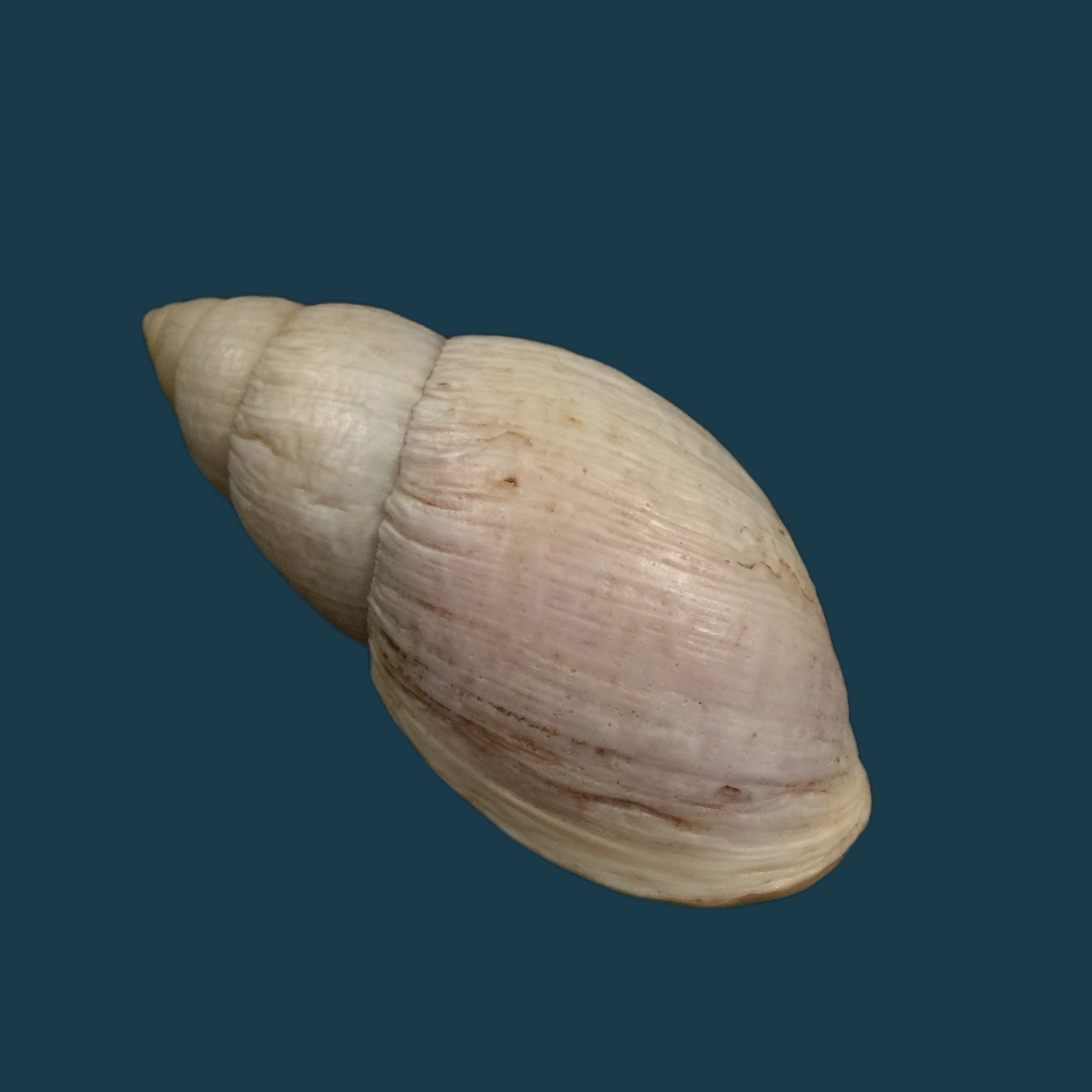 Placostylus bovinus Bruguière,1784 - 76,2mm