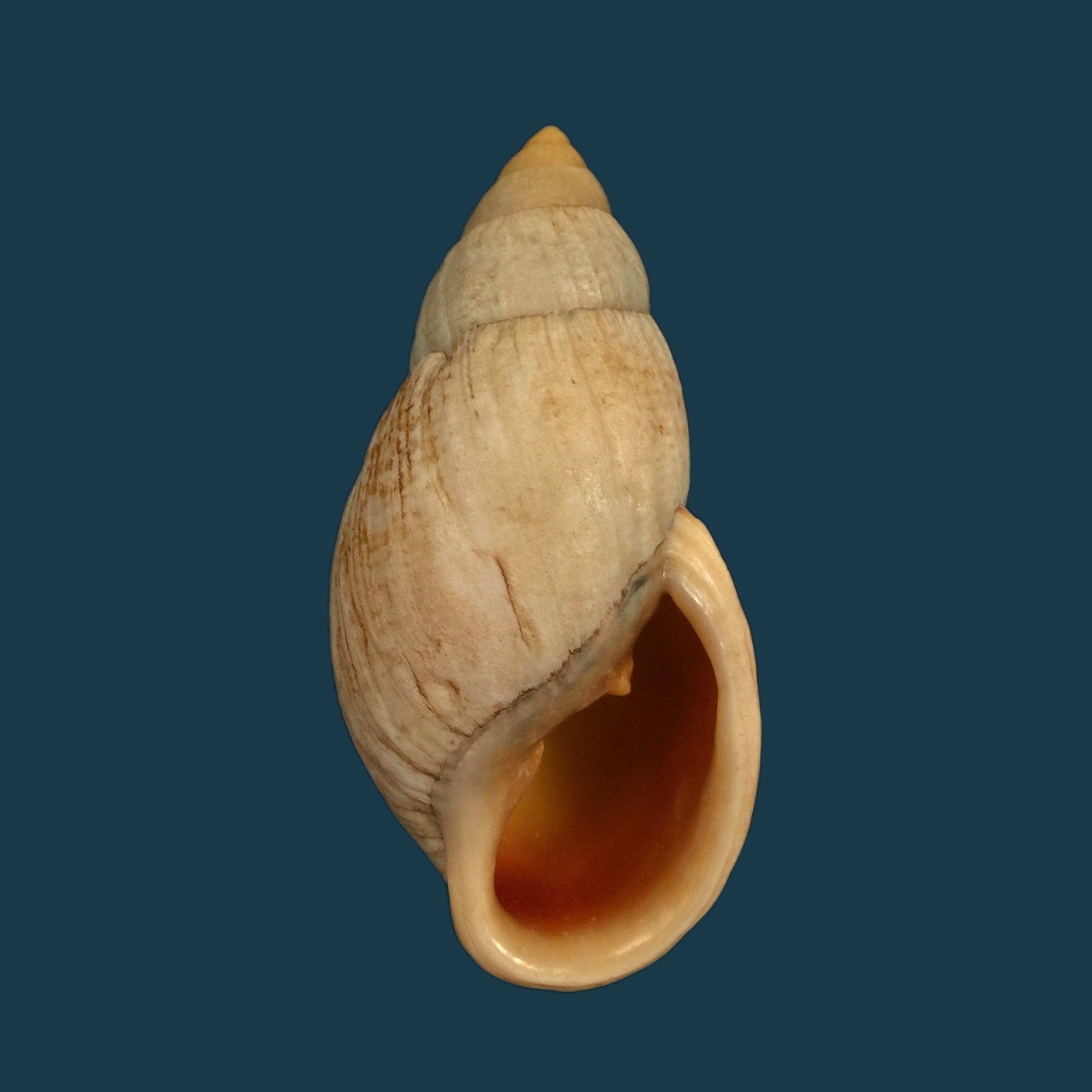 Placostylus bovinus Bruguière,1784 - 76,2mm