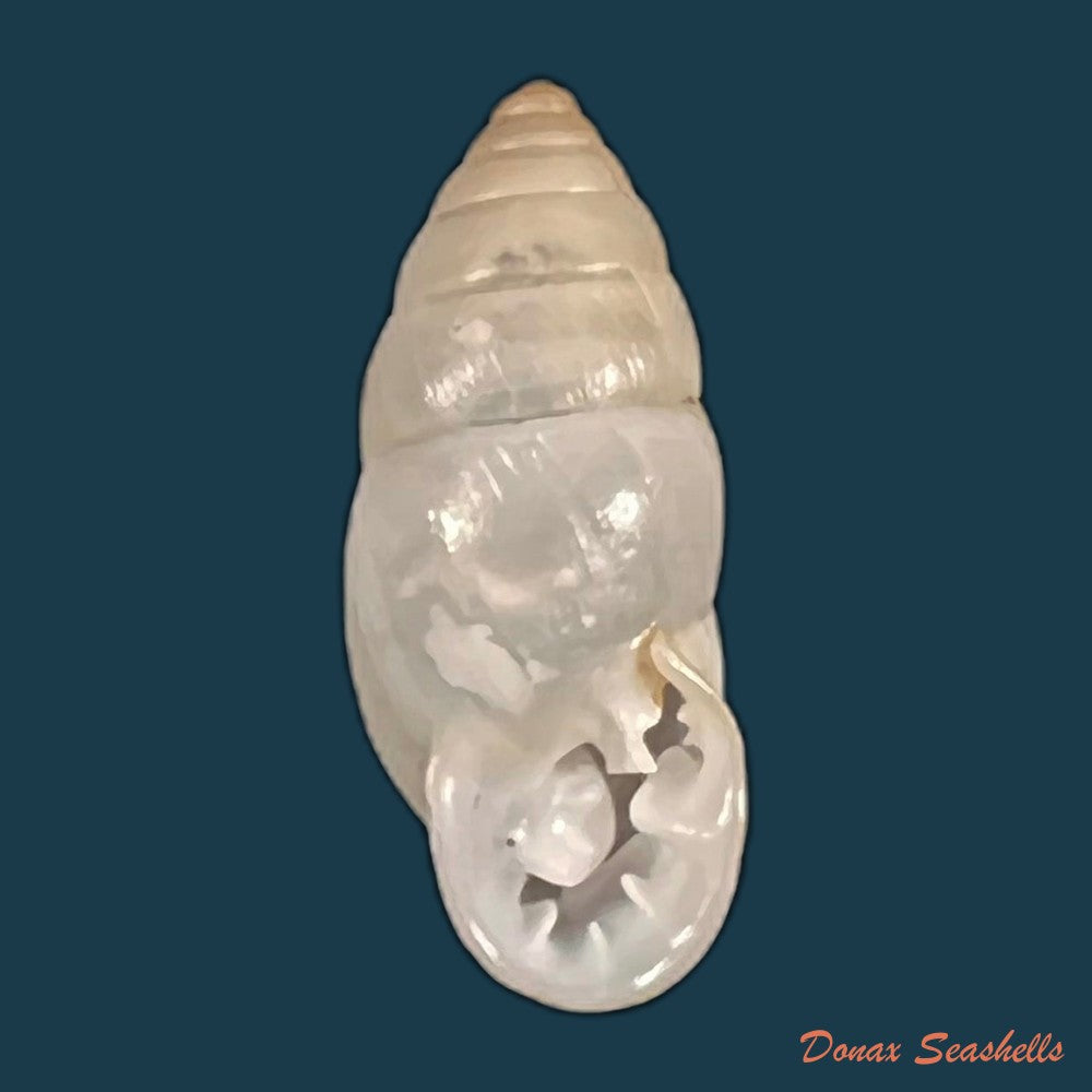 copia-de-plagiodontes-dentatus-w-wood-1828-20-4mm
