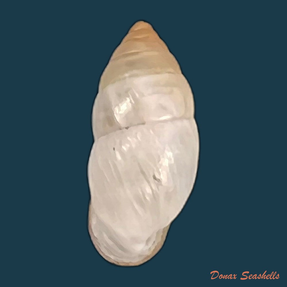 copia-de-plagiodontes-dentatus-w-wood-1828-21-1mm