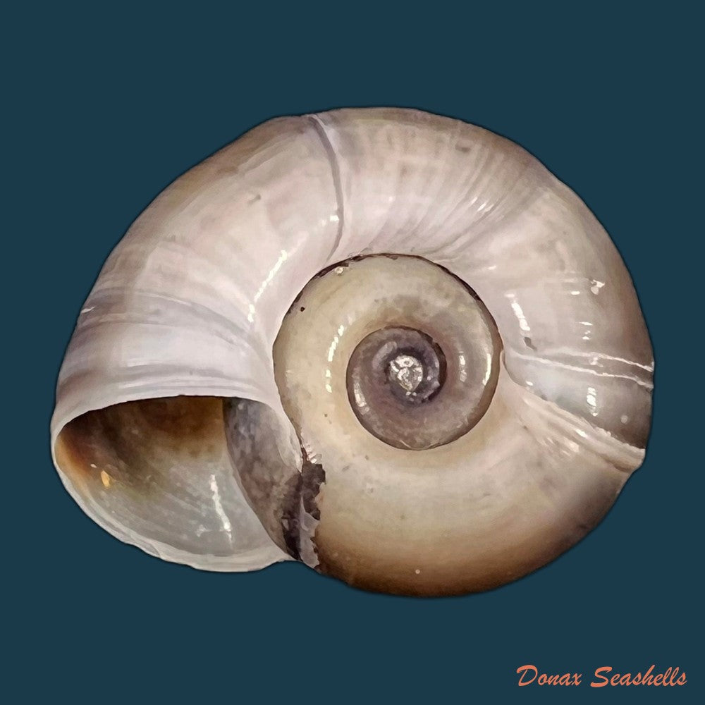 copia-de-planorbarius-corneus-linnaeus-1758-34-8mm