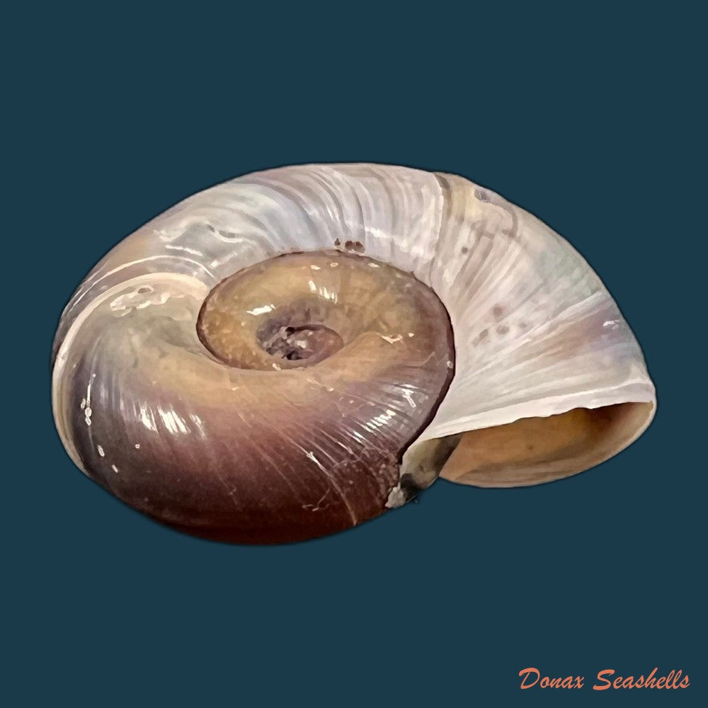 copia-de-planorbarius-corneus-linnaeus-1758-34-8mm