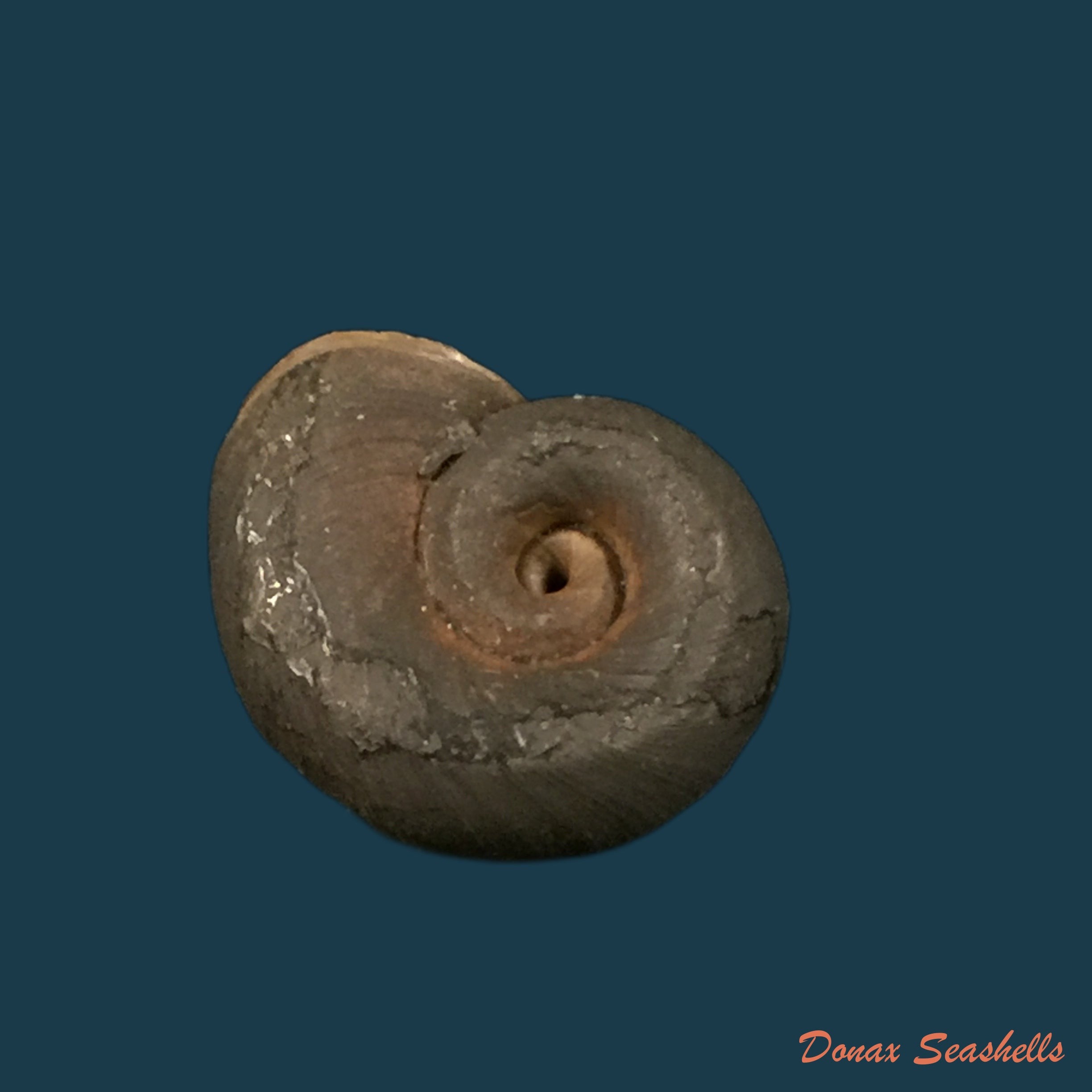 copia-de-planorbarius-corneus-linnaeus-1759