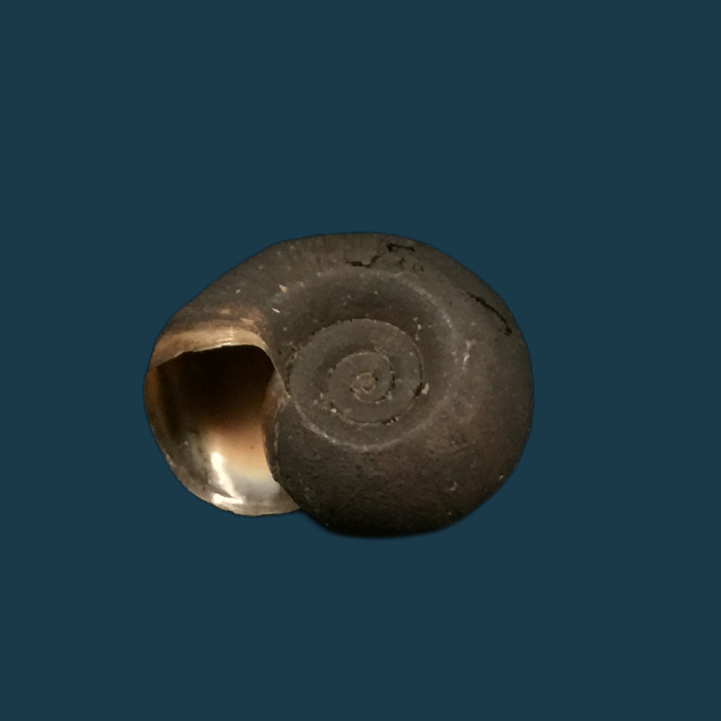 Biomphalaria andecola (d'Orbigny, 1835) - 17,8mm