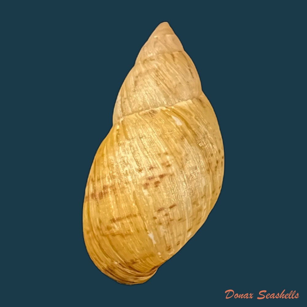 copia-de-plectostylus-chilensis-lesson-1826-35-6mm