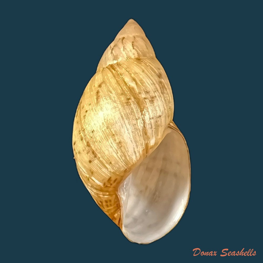 copia-de-plectostylus-chilensis-lesson-1826-35-6mm