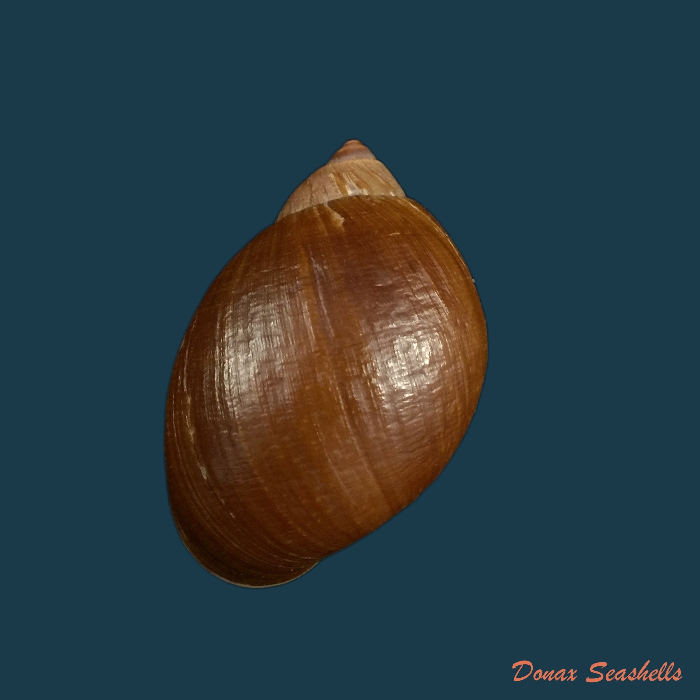 copia-de-plekocheilus-piperatoides-pilsbry-1901-33-6mm