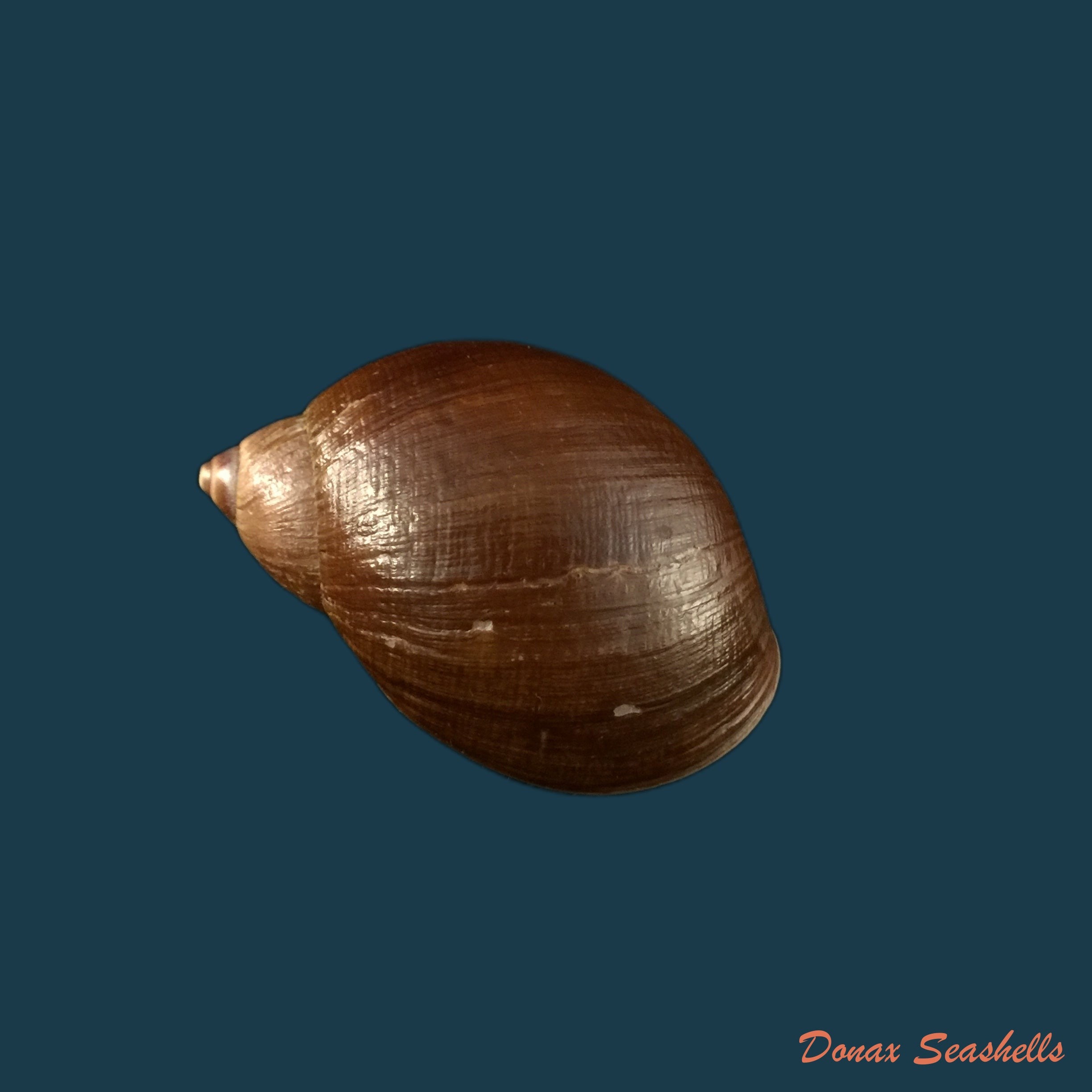 copia-de-plekocheilus-piperatoides-pilsbry-1901-33-6mm