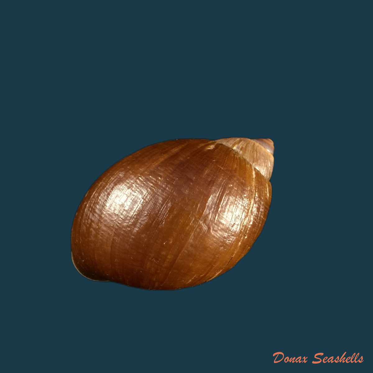 copia-de-plekocheilus-piperatoides-pilsbry-1901-33-6mm