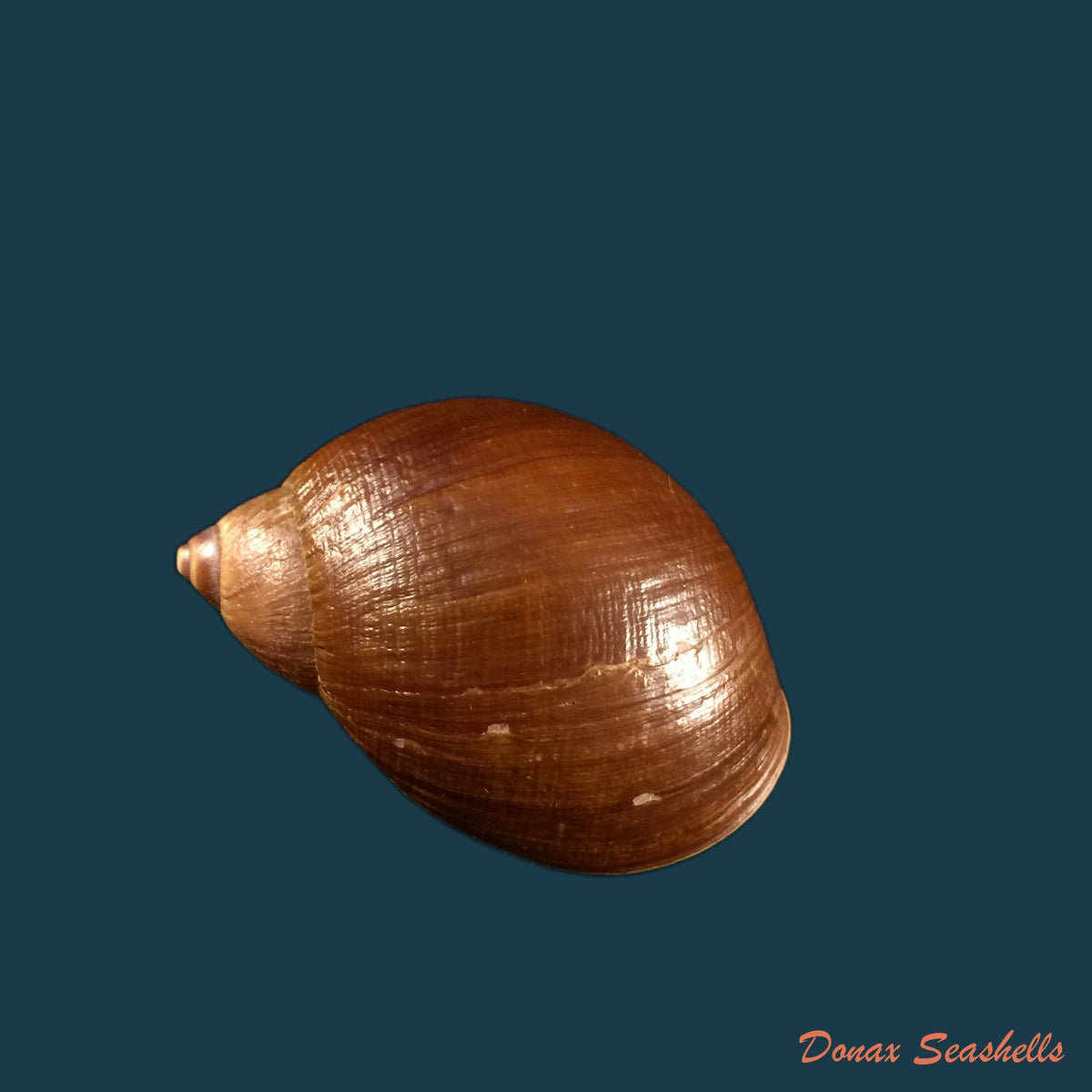 copia-de-plekocheilus-piperatoides-pilsbry-1901-33-6mm