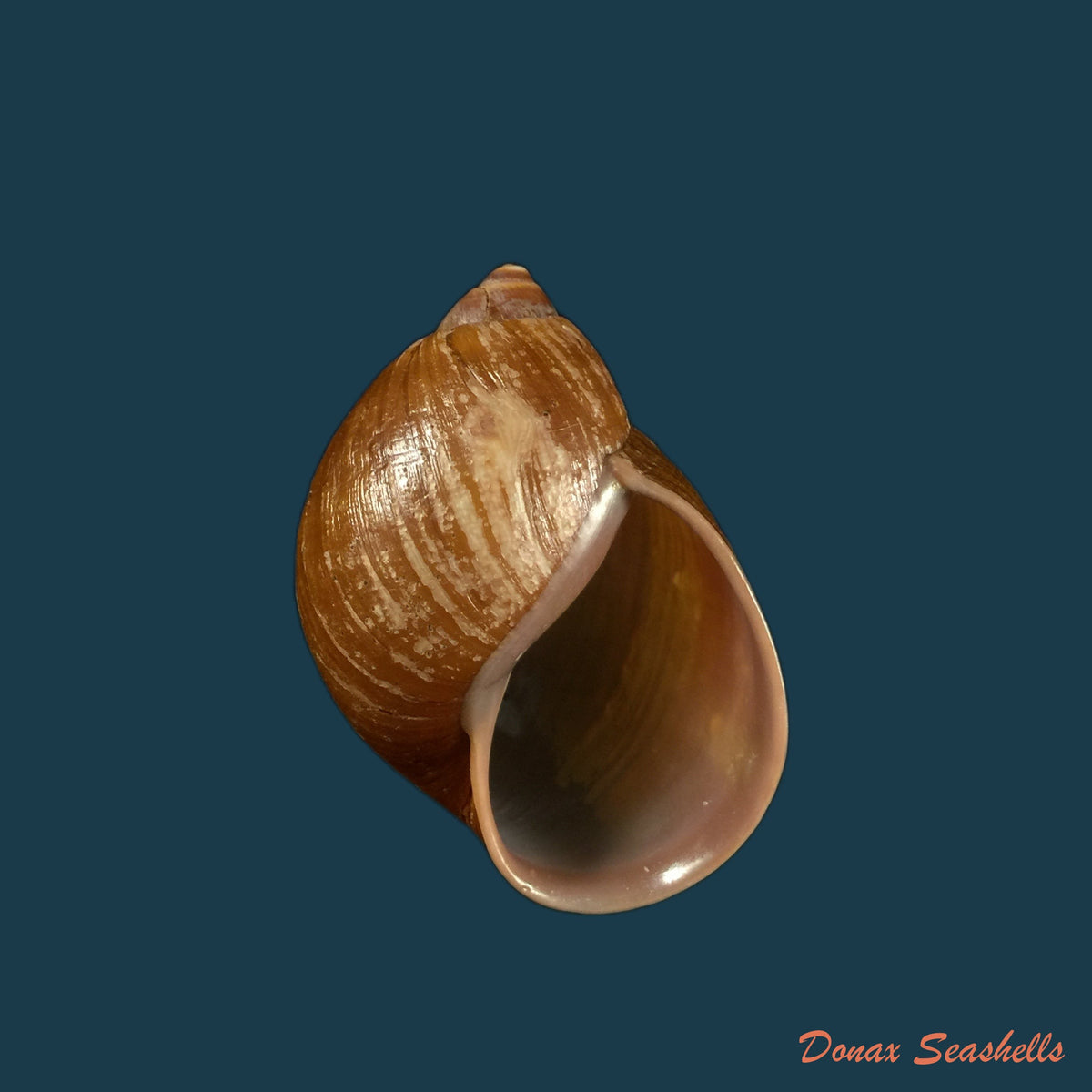 copia-de-plekocheilus-piperatoides-pilsbry-1901-33-6mm