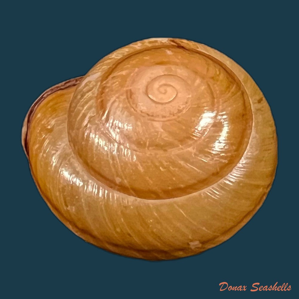 copia-de-pleurodonte-orbiculata-ferussac-1822-31-9mm