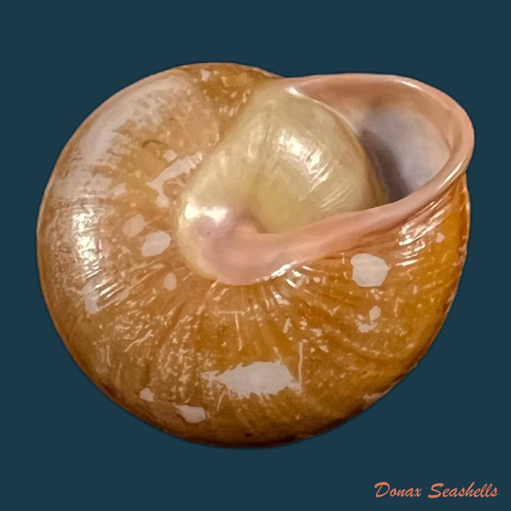 copia-de-pleurodonte-orbiculata-ferussac-1822-31-9mm