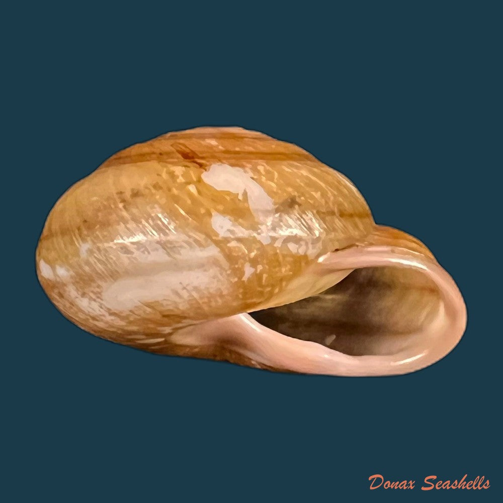 copia-de-pleurodonte-orbiculata-ferussac-1822-31-9mm