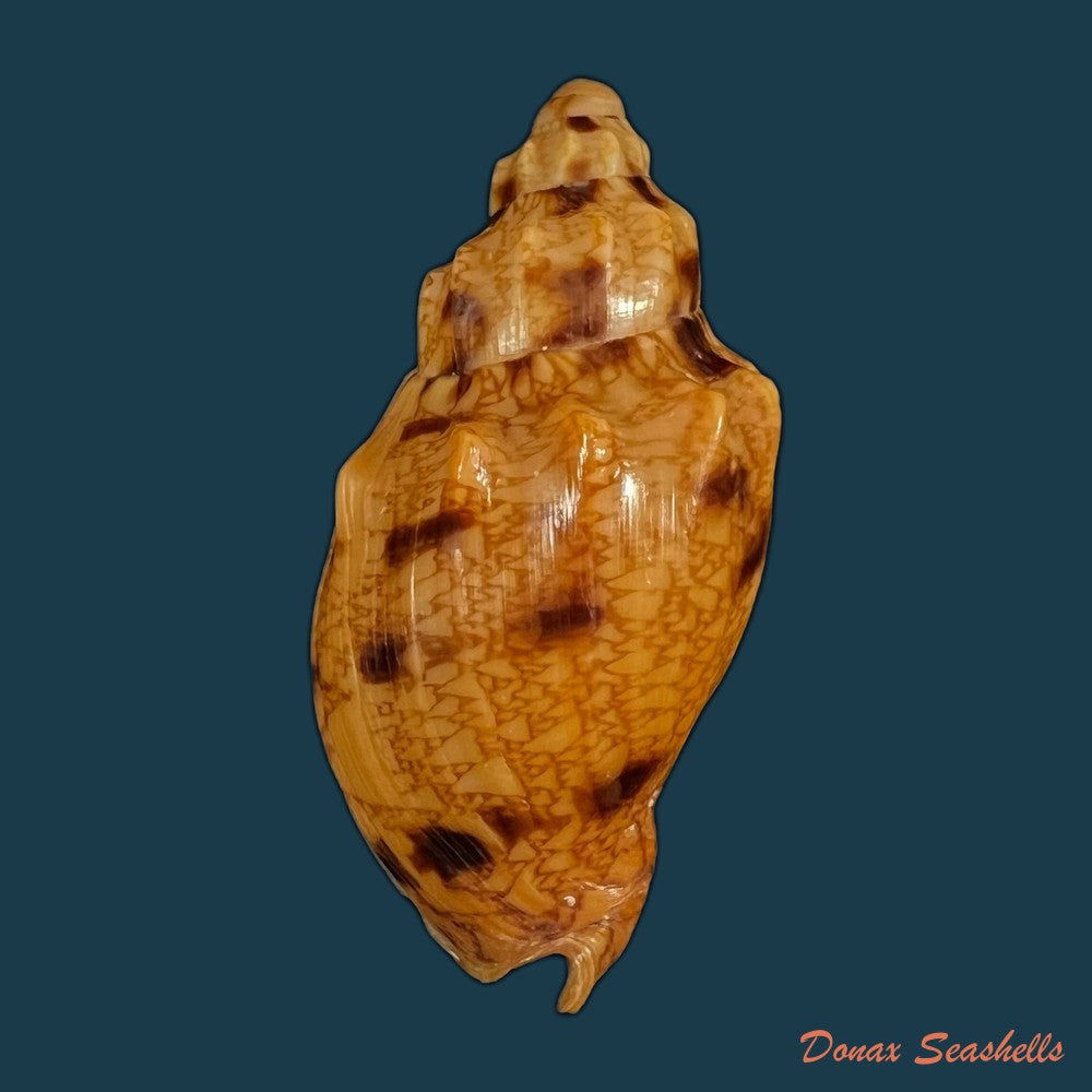 copia-de-plicoliva-zelindae-petuch-1979-46-5mm