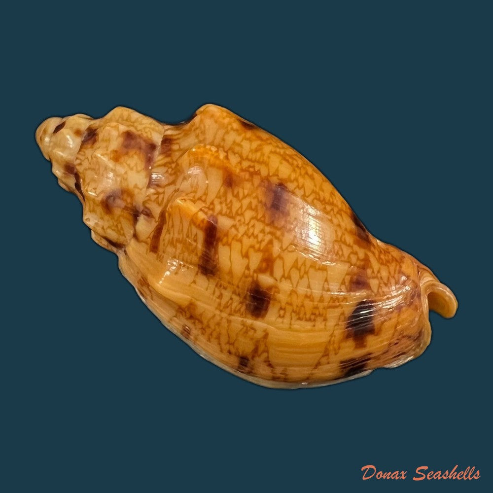 copia-de-plicoliva-zelindae-petuch-1979-46-5mm