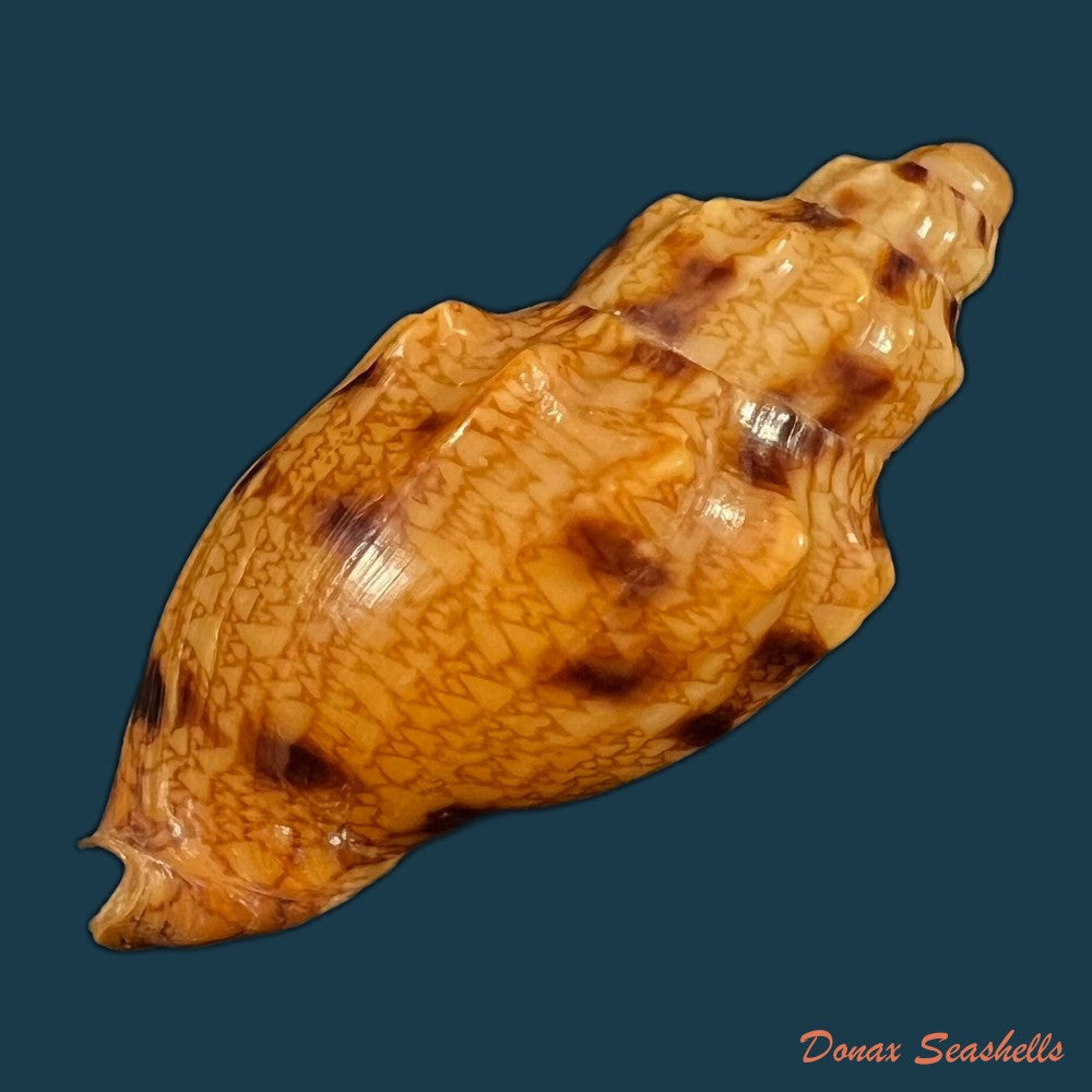 copia-de-plicoliva-zelindae-petuch-1979-46-5mm
