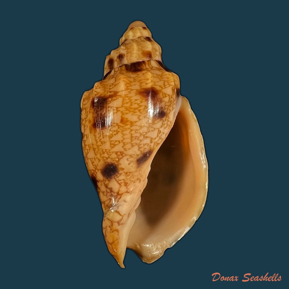 copia-de-plicoliva-zelindae-petuch-1979-46-5mm