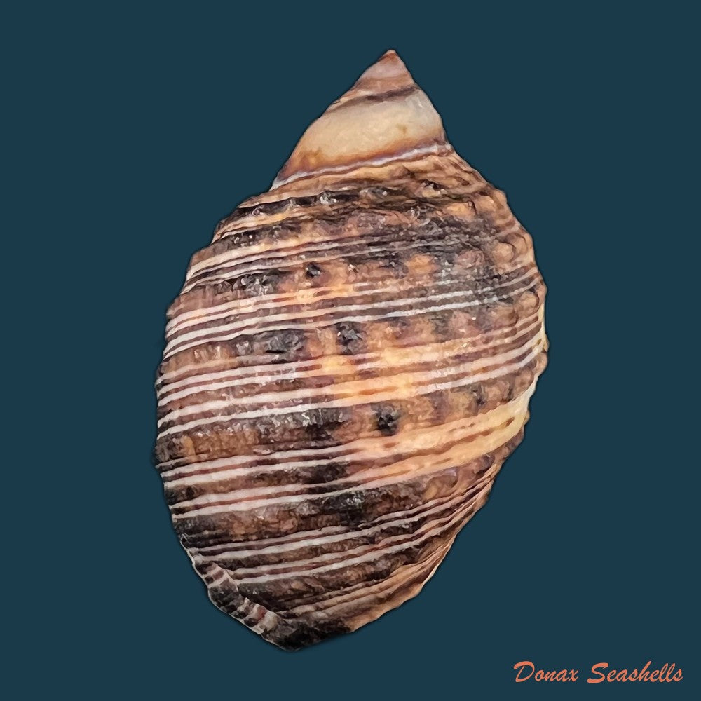 copia-de-plicopurpura-columellaris-lamarck-1816-40-3mm
