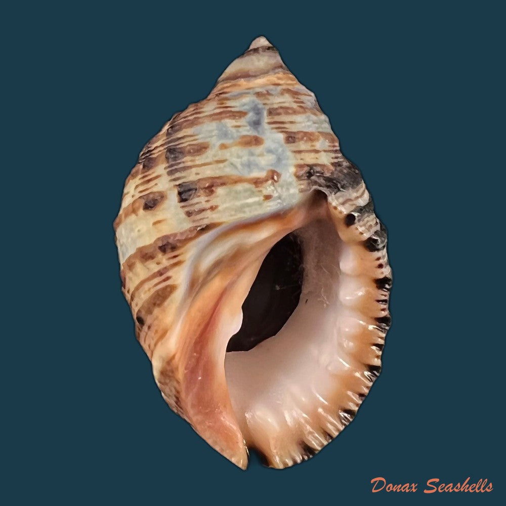 copia-de-plicopurpura-columellaris-lamarck-1816-40-3mm