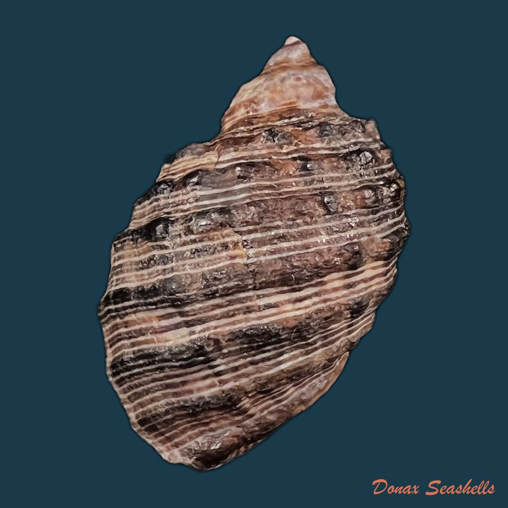 copia-de-plicopurpura-columellaris-lamarck-1816-45mm