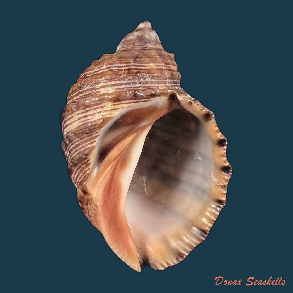 copia-de-plicopurpura-columellaris-lamarck-1816-45mm