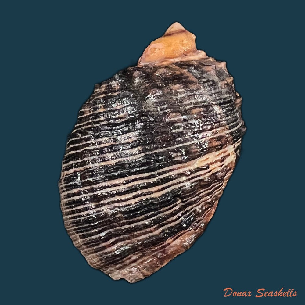 copia-de-plicopurpura-pansa-gould-1853-48-6mm