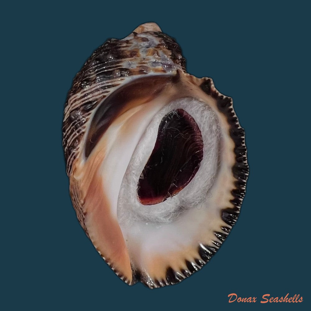 copia-de-plicopurpura-pansa-gould-1853-48-6mm