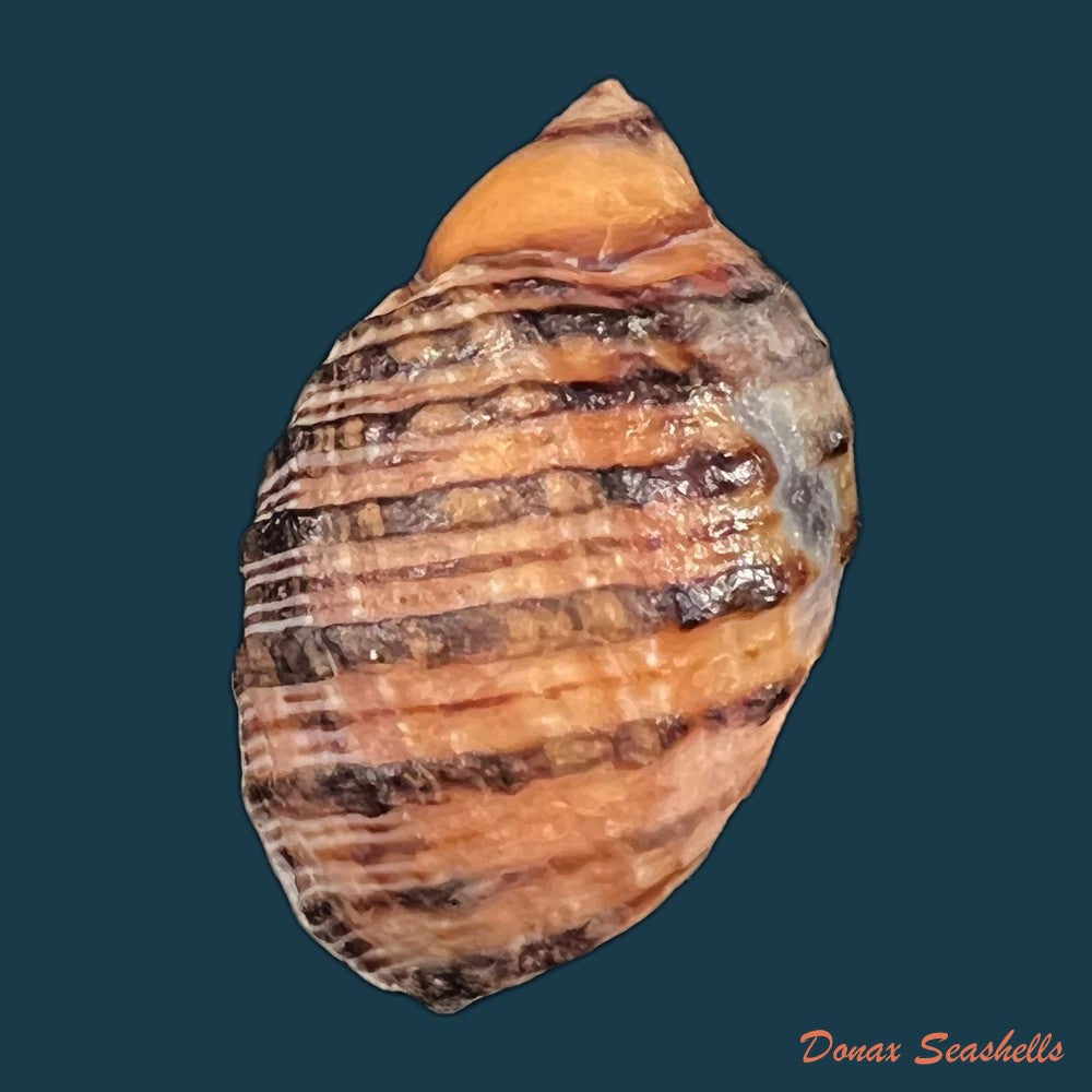copia-de-plicopurpura-pansa-gould-1853-53-5mm