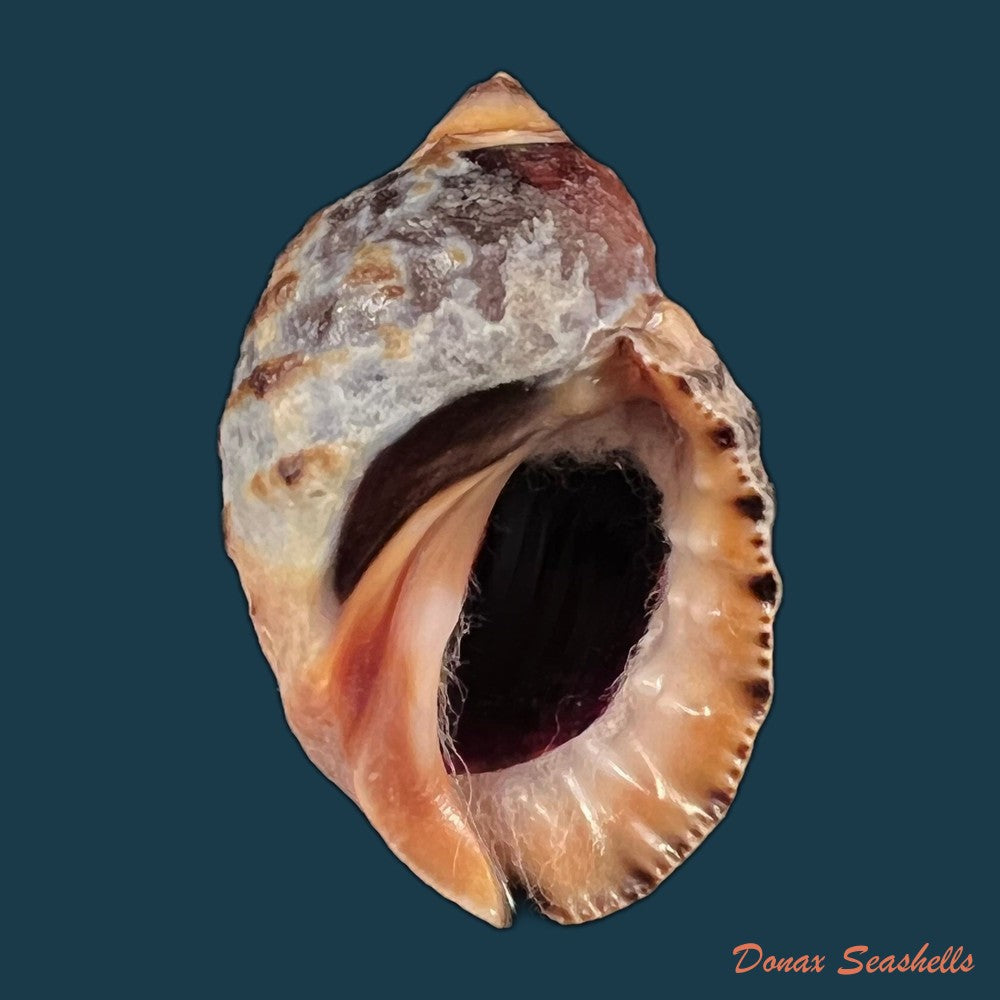copia-de-plicopurpura-pansa-gould-1853-53-5mm