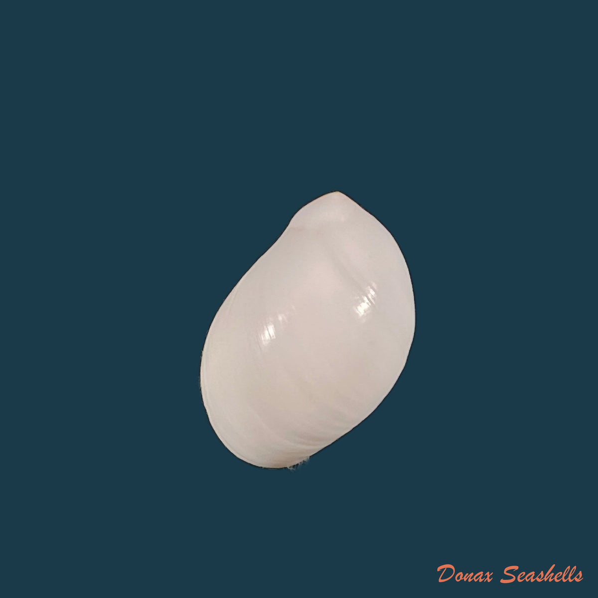 copia-de-polinices-conicus-lamarck-1822-28-1mm-1