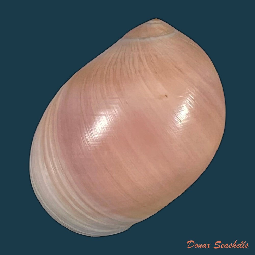 copia-de-polinices-hepaticus-roding-1798-34-2mm