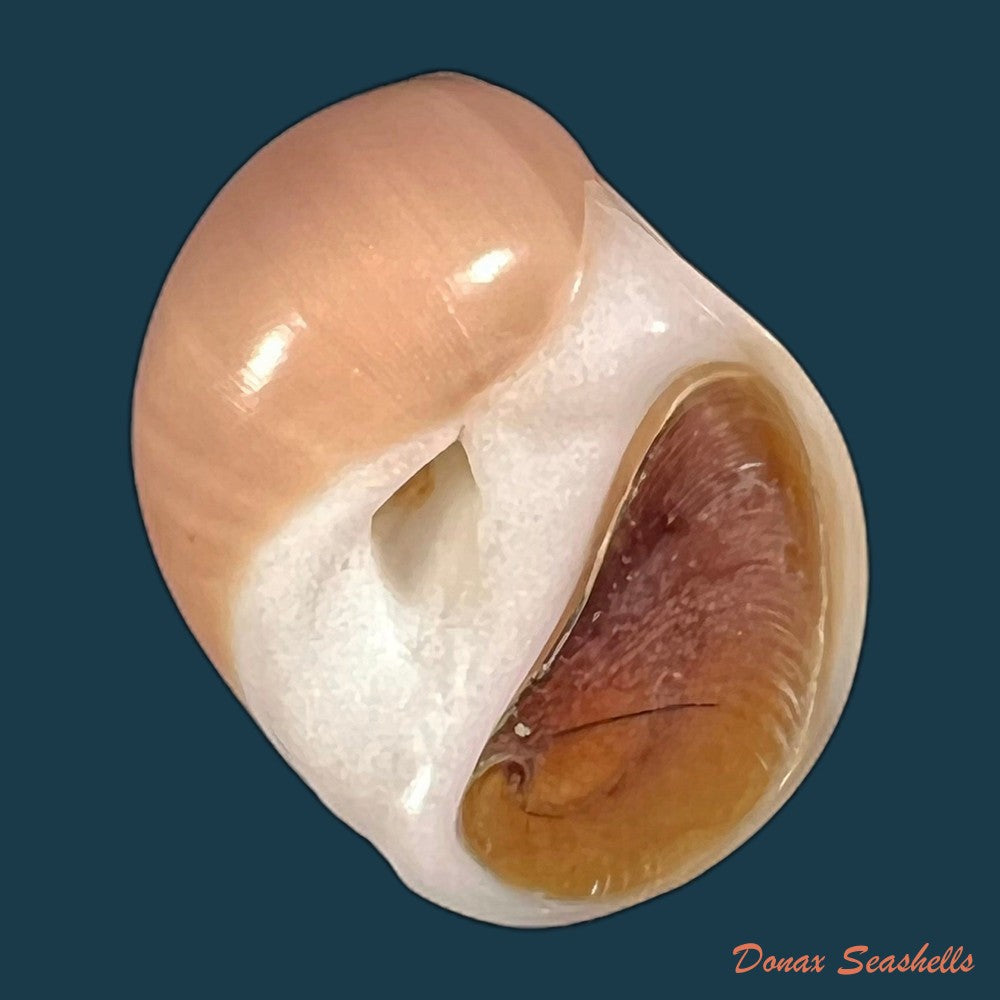 copia-de-polinices-hepaticus-roding-1798-34-2mm
