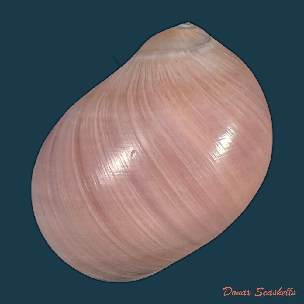 copia-de-polinices-hepaticus-roding-1798-35-7mm