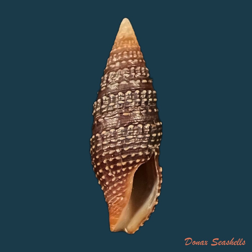 copia-de-polystira-florencae-bartsch-1934-58-5mm