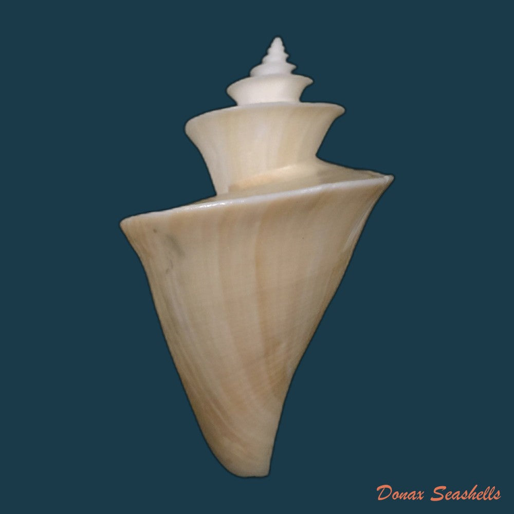 copia-de-polystira-florencae-bartsch-1934-61-5mm