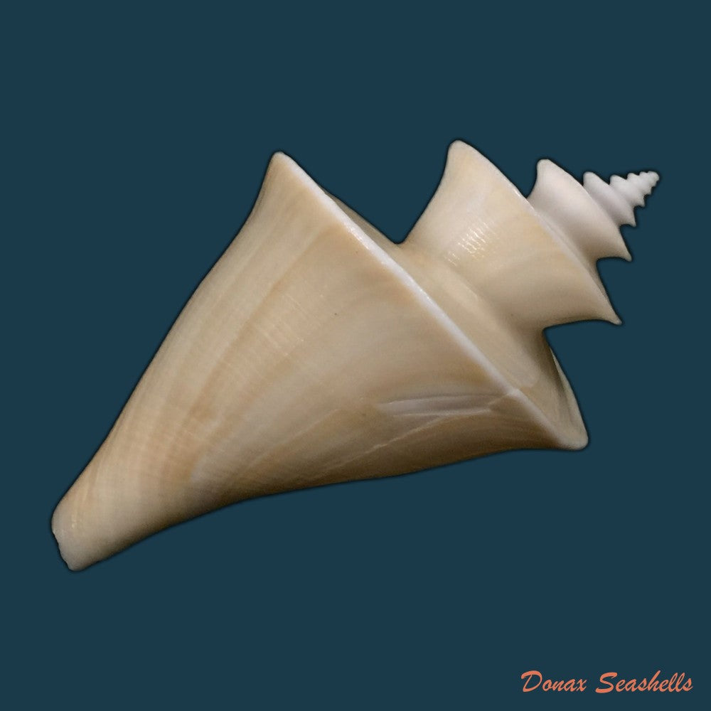 copia-de-polystira-florencae-bartsch-1934-61-5mm