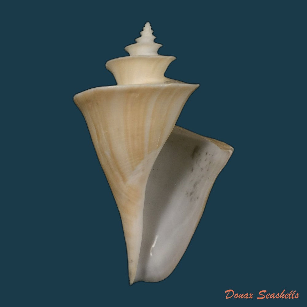 copia-de-polystira-florencae-bartsch-1934-61-5mm