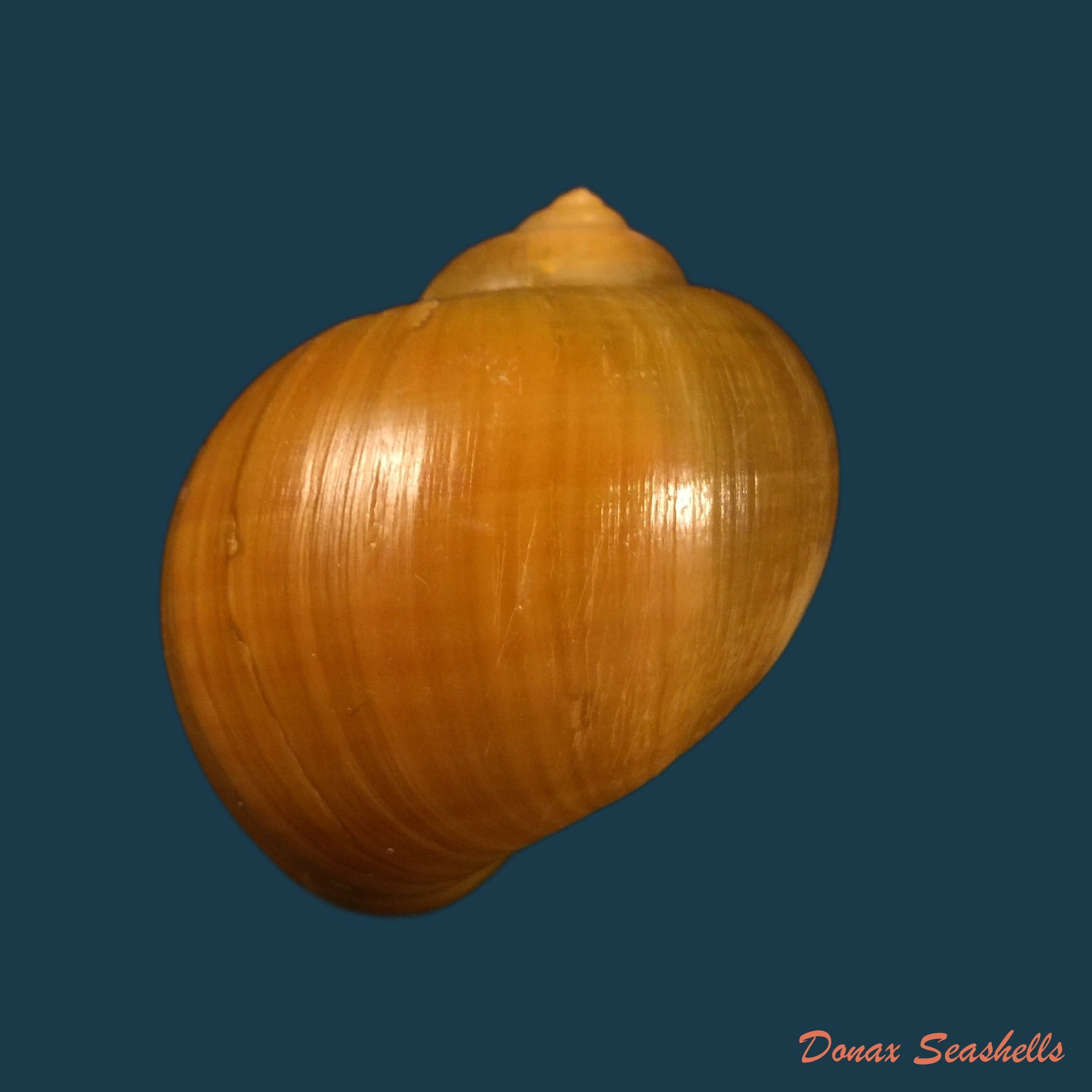 copia-de-pomacea-erythrostoma-reeve-1856-71-3mm