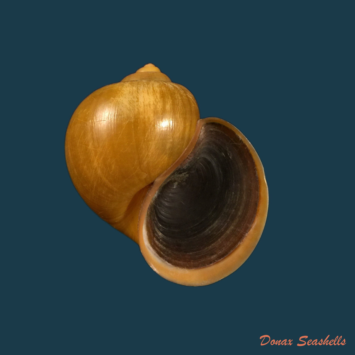 copia-de-pomacea-erythrostoma-reeve-1856-71-3mm