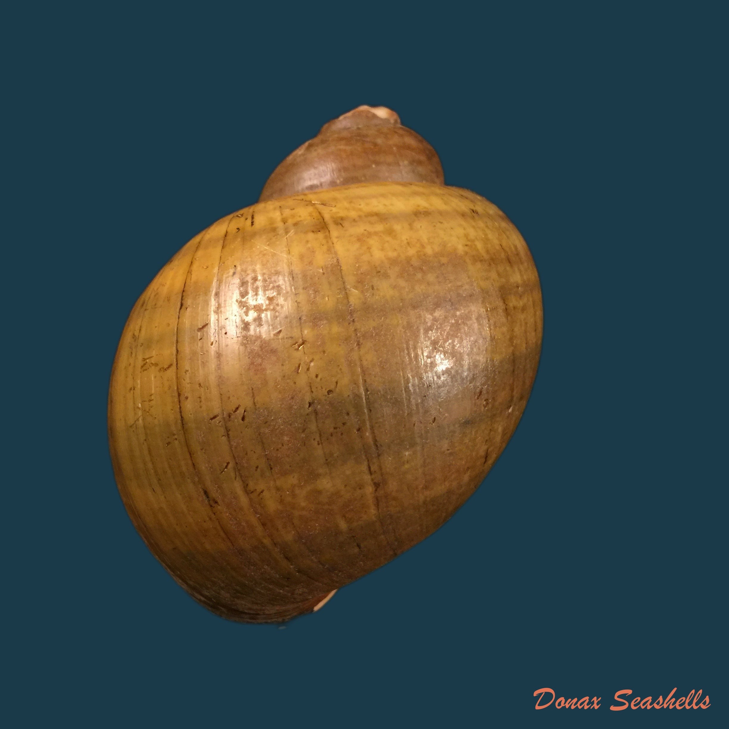 copia-de-pomacea-erythrostoma-reeve-1857