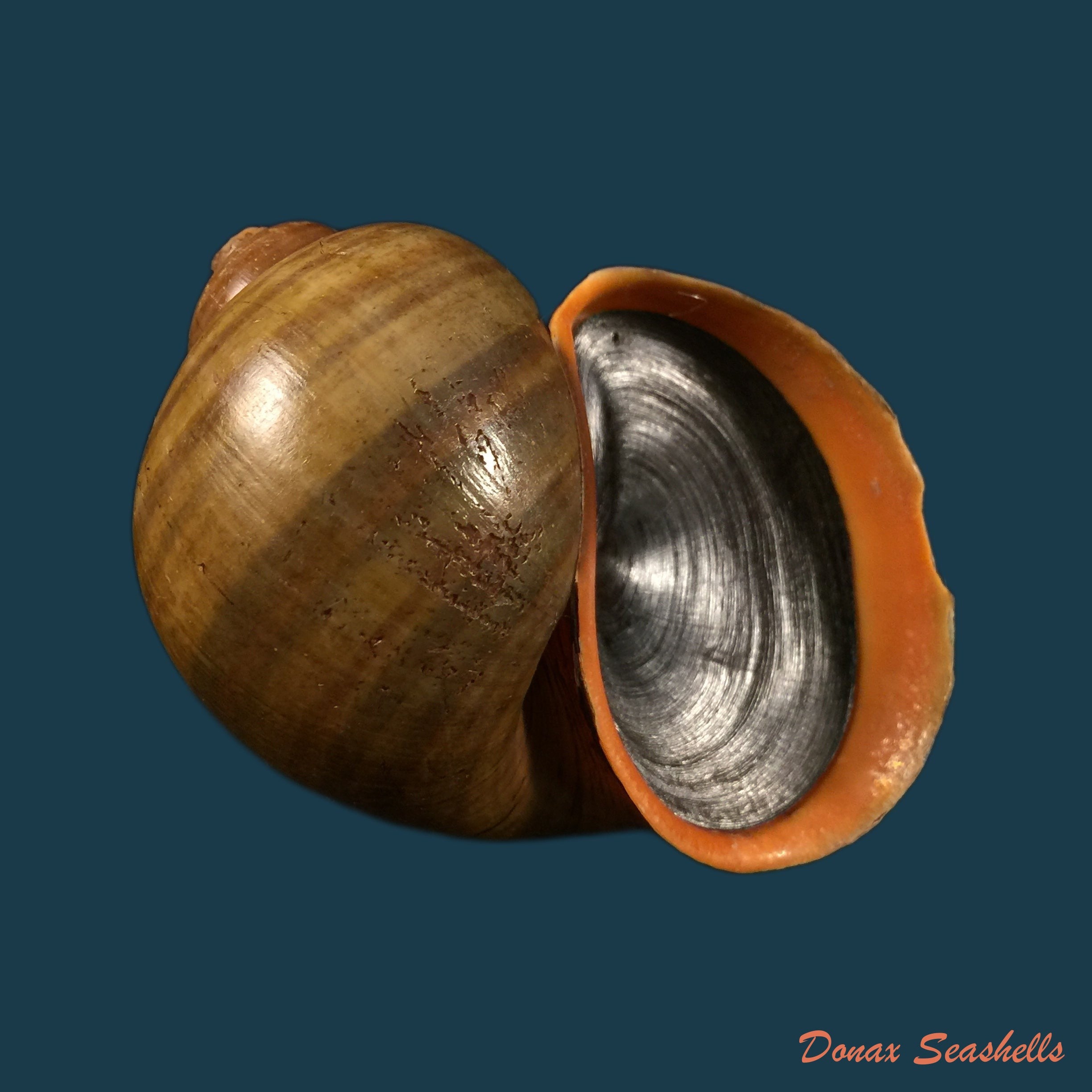 copia-de-pomacea-erythrostoma-reeve-1857